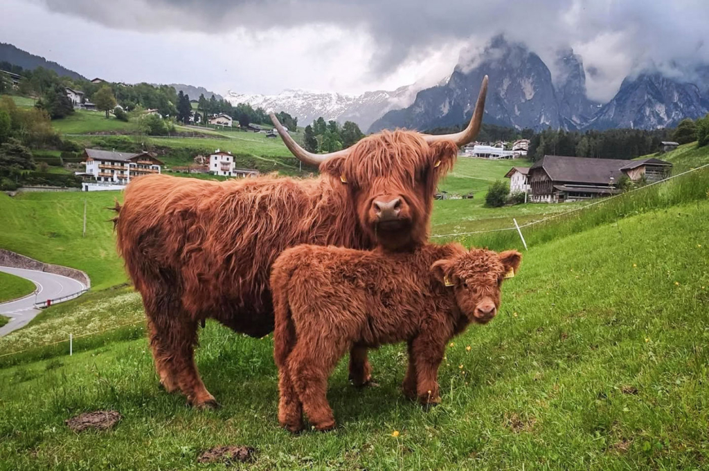 Farm Lodge Schottische Hochlandrinder